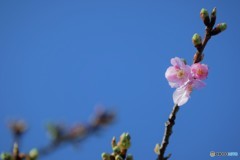 春に恋して。