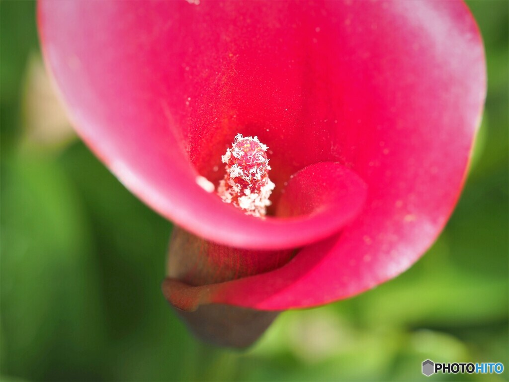 情熱