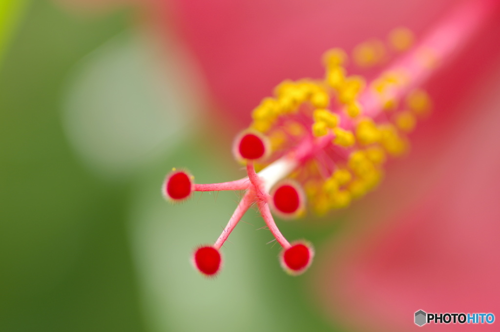 長月花ー１