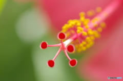 長月花ー１