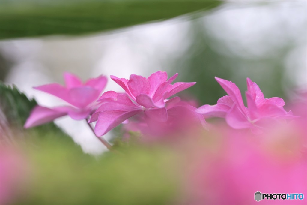 紫陽花5選～②