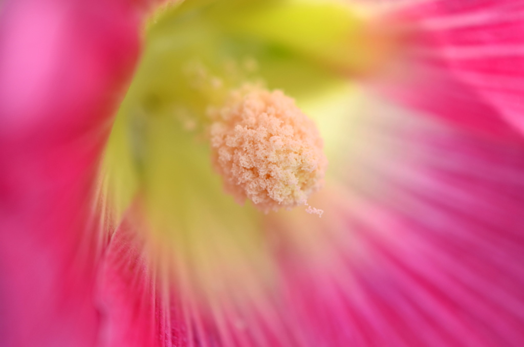 初夏の花ー３