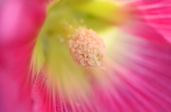 初夏の花ー３
