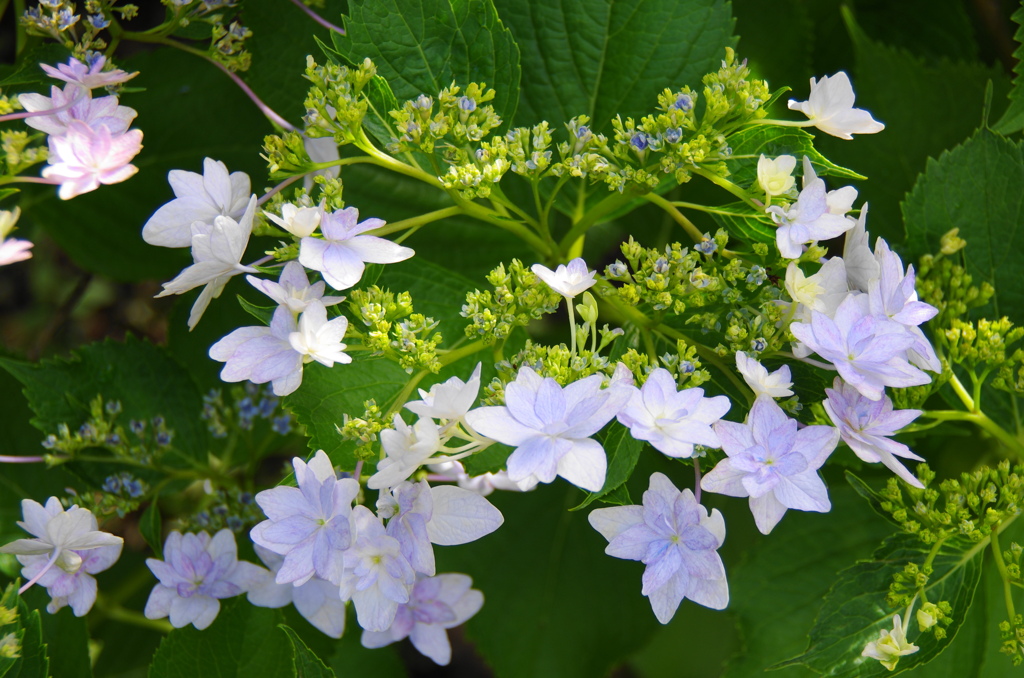 雨上がり紫陽花－１０
