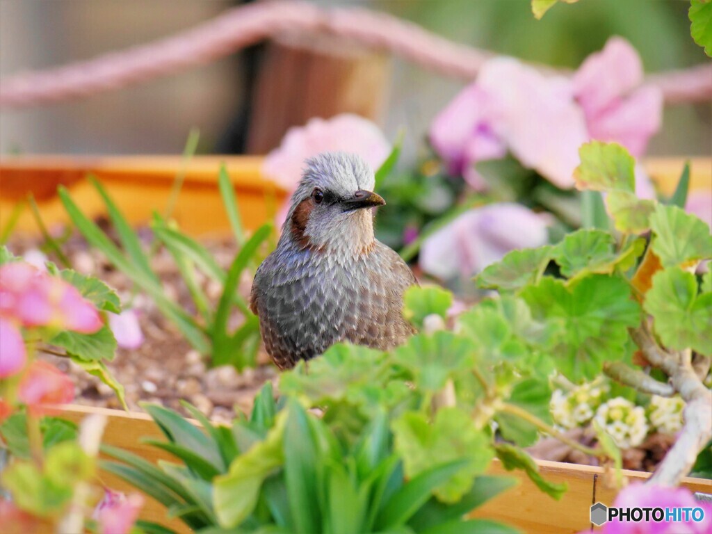 花壇の中のヒヨ