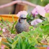 花壇の中のヒヨ