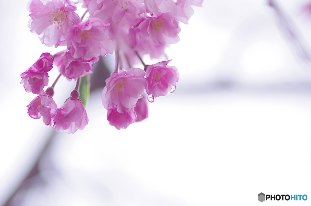 枝垂れ雫