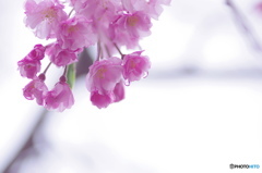 枝垂れ雫