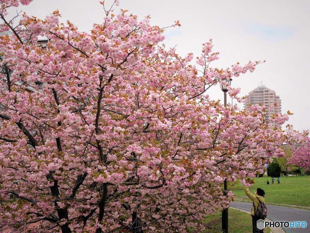名残り惜しき八重桜～ⅵ