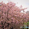 名残り惜しき八重桜～ⅵ