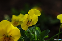 霜月花ー６