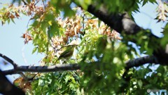 野鳥たちの秋～②