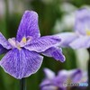 堀切花菖蒲～xvii