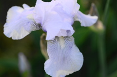 菖蒲ー１１