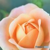 感謝を込めて～ⅲ