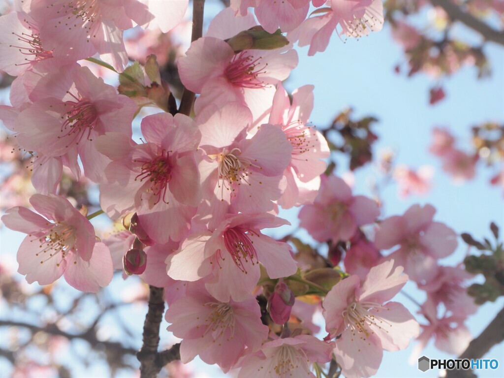 ２０２１桜だより～xv