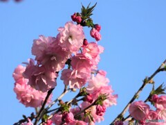 ２０２１桜前線～ⅷ