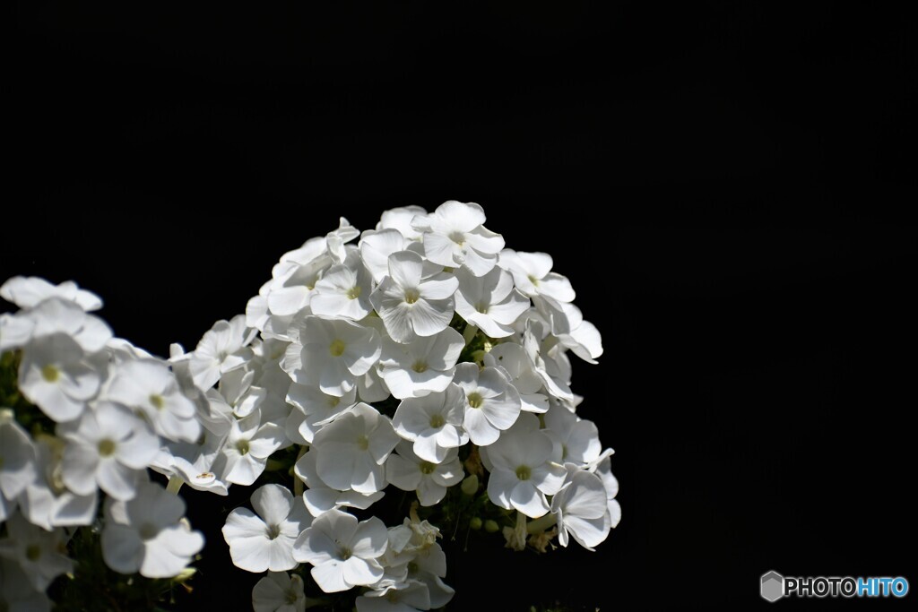 花魁草 ～ⅱ
