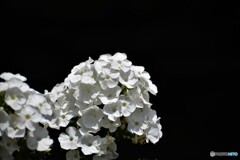 花魁草 ～ⅱ