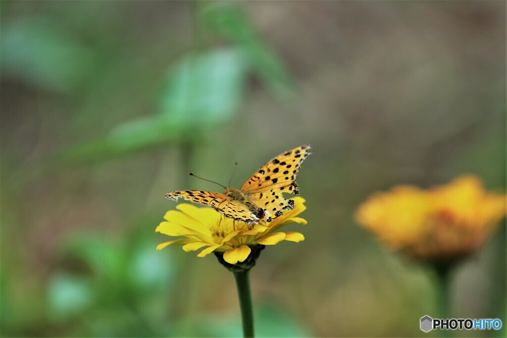 豹紋蝶ーⅡ