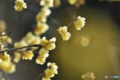 兆し～ⅲ