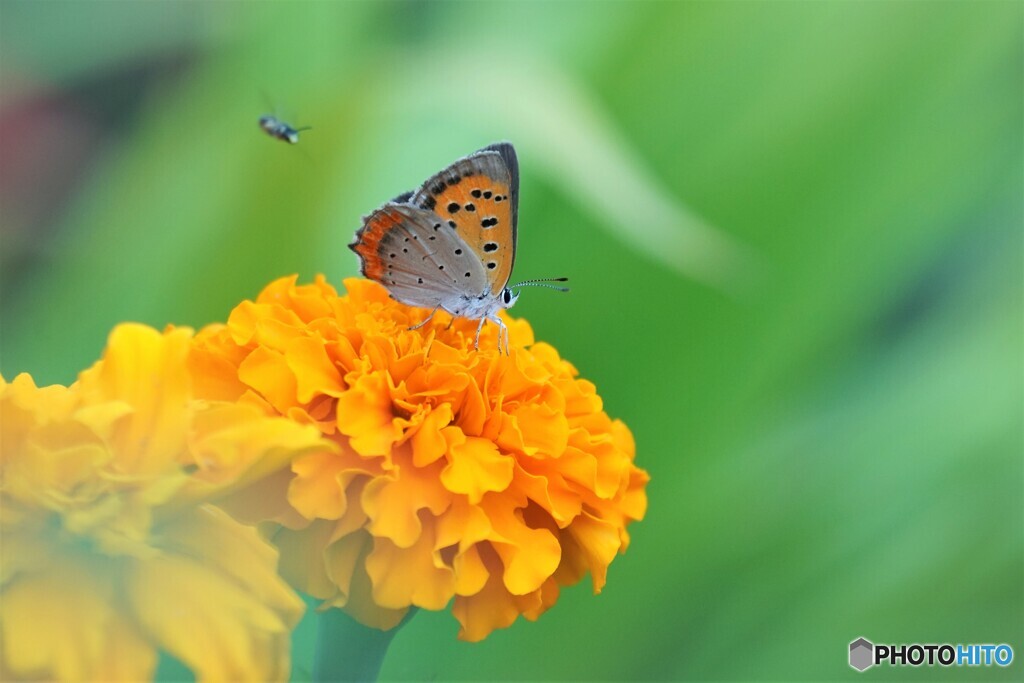 紅の華３態～ⅱ