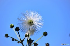 白の合歓の木の花、、、。