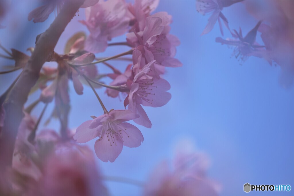 令和を咲く～XVII