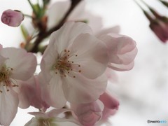 平成最後を咲く桜達～ⅳ