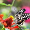 残花に舞う