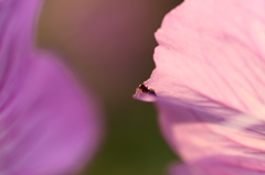 花と虫達ー１