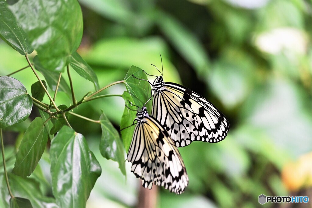 夏の蝶の園～ⅳ