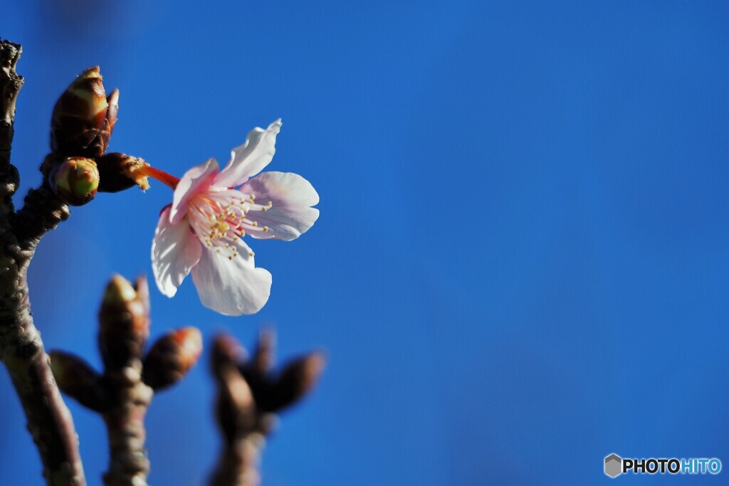 桜便り～ⅱ