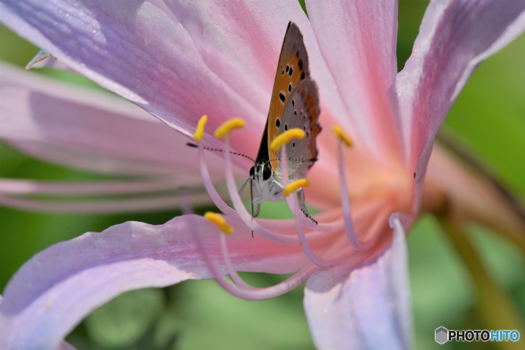 小さな天使たち、、、ⅲ