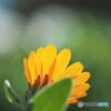 冬知らず