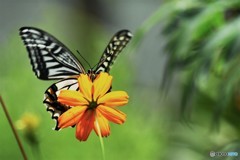 アゲハ４作～ⅳ