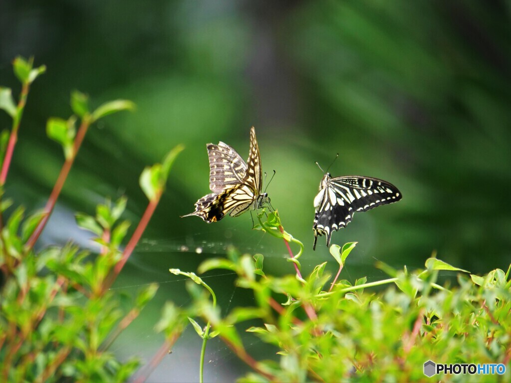 プロポーズ～ⅵ
