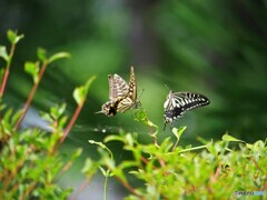 プロポーズ～ⅵ