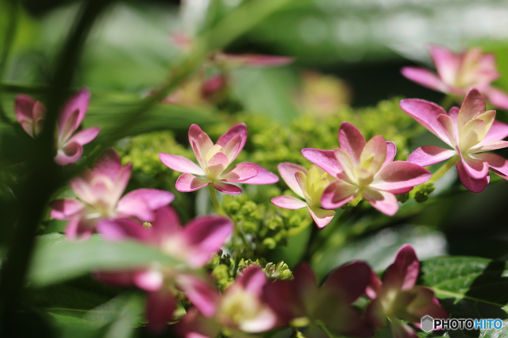 皐月花ー紫陽花