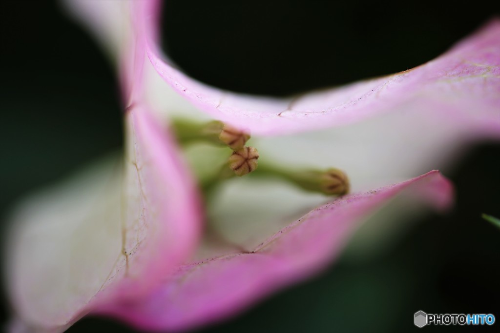 我が家の華～②