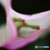 我が家の華～②