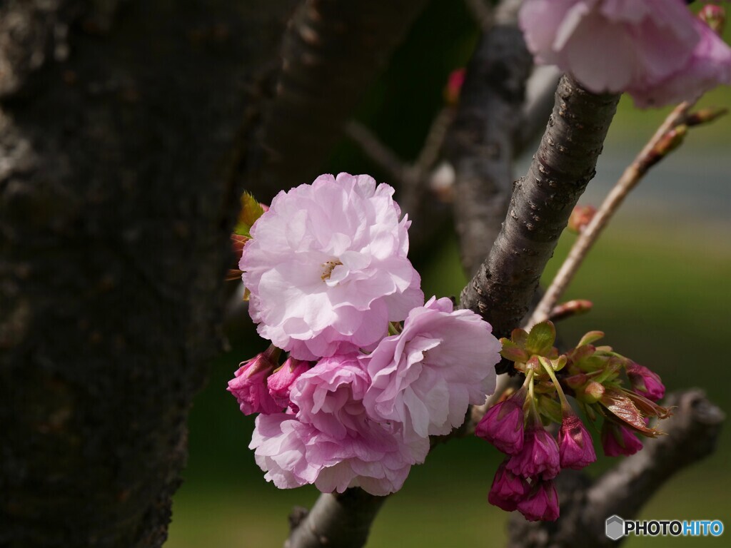 桜便り～xlv