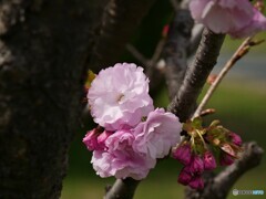 桜便り～xlv