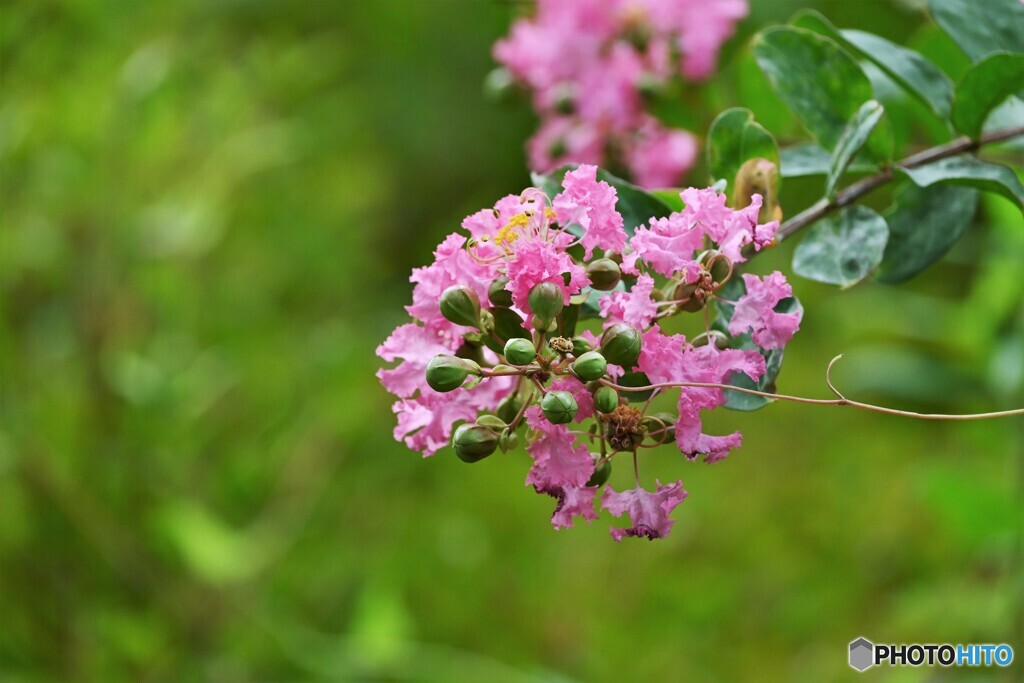 夏の華～ⅰ