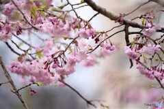 八重紅枝垂れ咲くラ～
