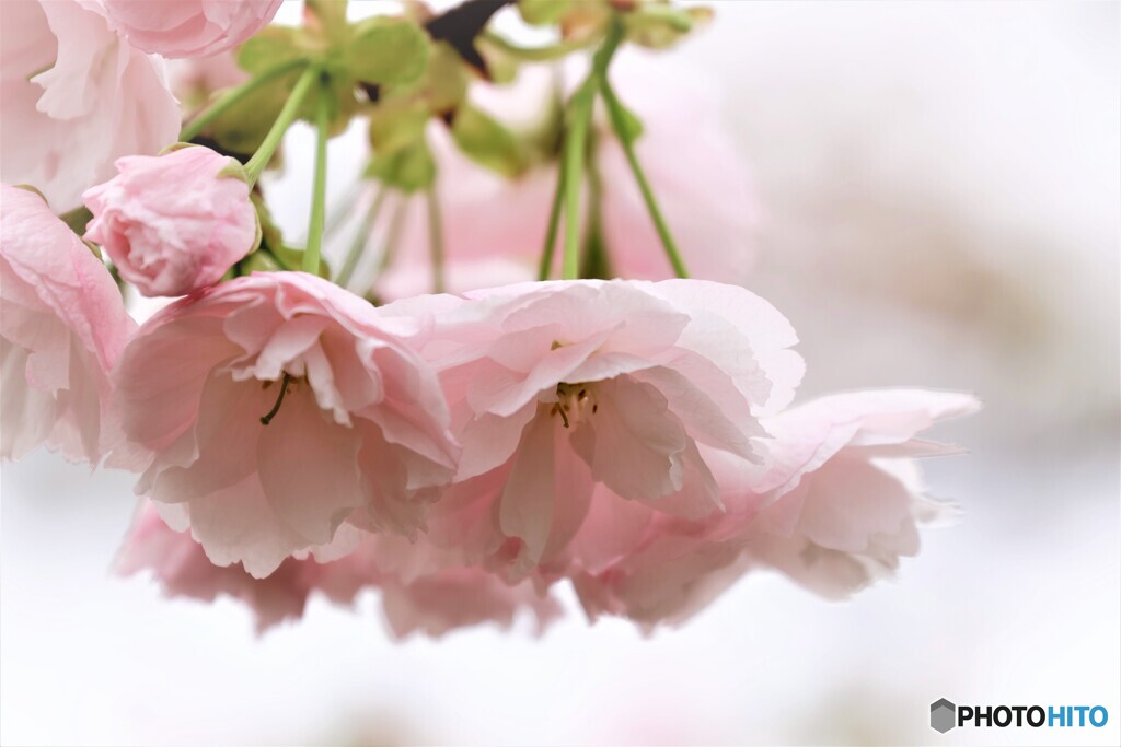 汐入八重桜 一葉～ⅱ
