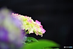 雨の日の花達～②