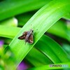 日向ぼっこ