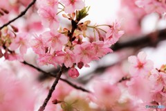 河津さくラ～ⅳ