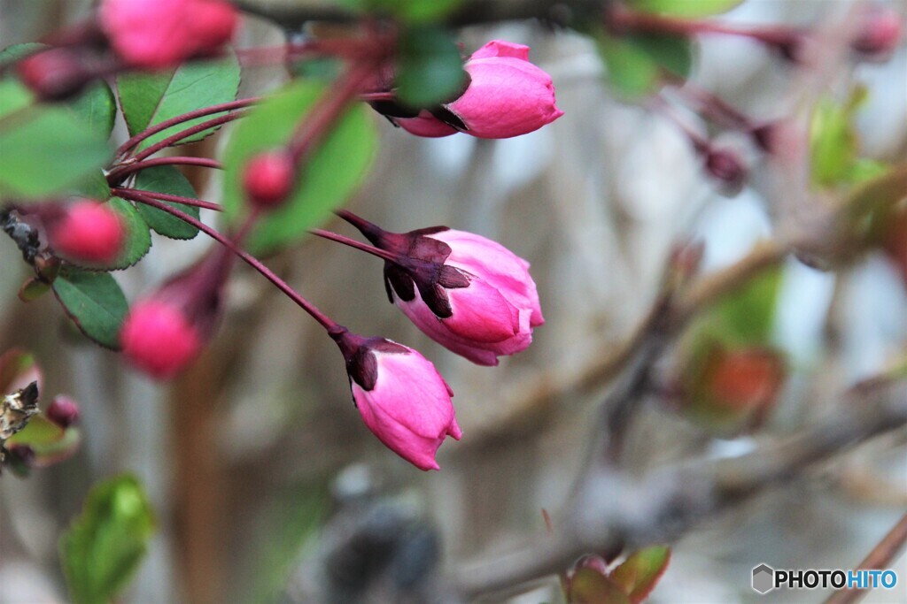 Malus halliana